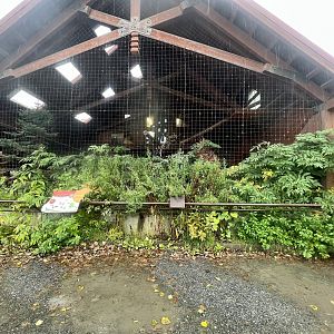 Well Planted Canada Lynx Exhibit
