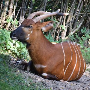 Eastern bongo - September 2023