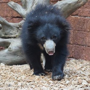 Indian sloth bear - September 2023
