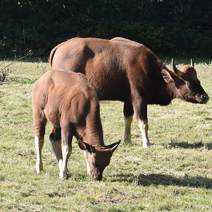 Indian gaur - September 2023