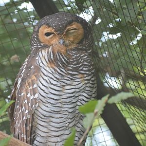 Spotted wood owl - September 2023