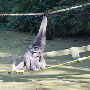 Silvery gibbon - September 2023