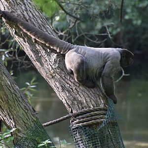 Grey woolly monkey - September 2023