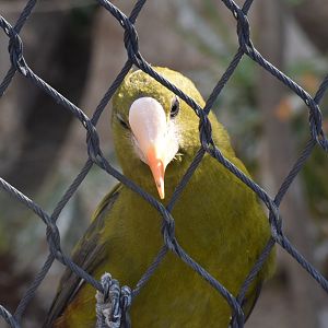 Green oropendola - September 2023
