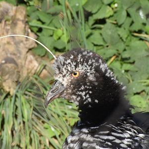 Horned screamer - September 2023