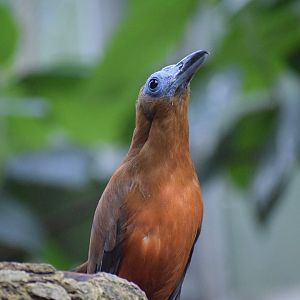 Capuchinbird - September 2023