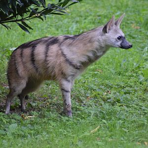 Southern aardwolf - September 2023
