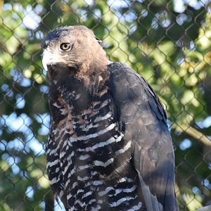 Crowned eagle - September 2023
