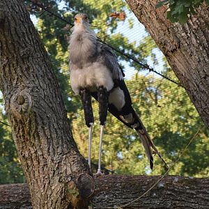 Secretary bird - September 2023