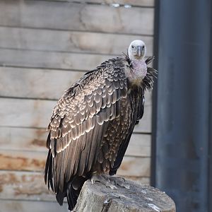 Ruppell's vulture - September 2023