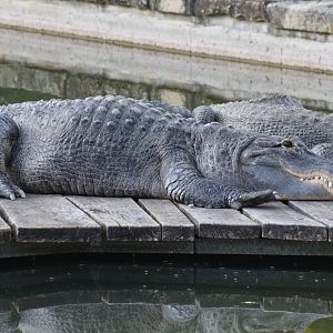 American alligator - September 2023