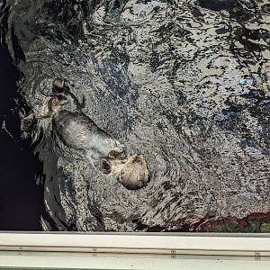Sea Otter