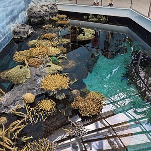 Reef Tank