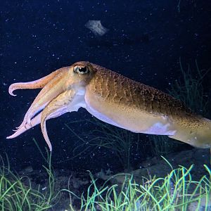 Cuttlefish