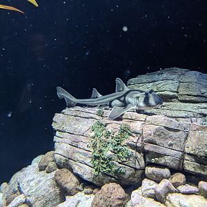 Port Jackson Shark