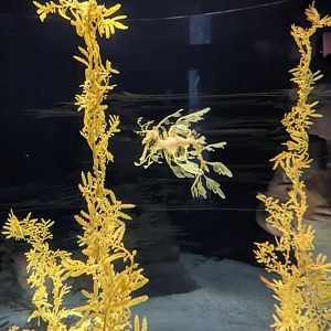 Leafy Seadragon