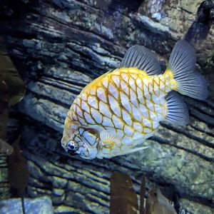 Pineapple Fish