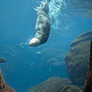 Sea Otter Swimming