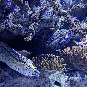 Moray Eels