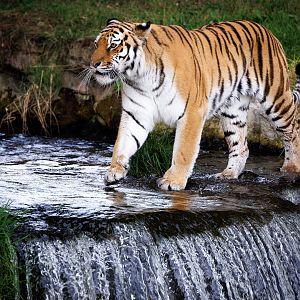 Tschuna, enjoying getting her feet wet at YWP