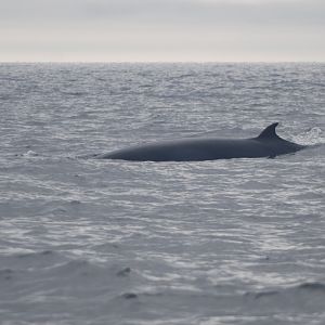 North Atlantic Minke Whale off Staithes, 15th September 2023