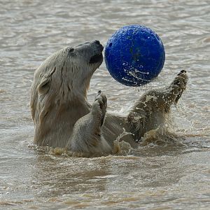 Polar Bear, Peak Wildlife Park, UK