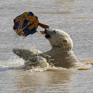 Polar Bear, Peak Wildlife Park, UK