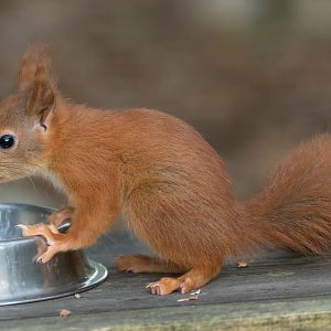Juvenile red squirrel, Peak Wildlife Park, UK
