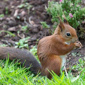 Red squirrel, Peak Wildlife Park, UK