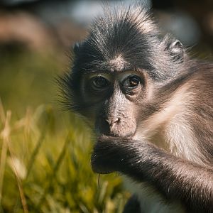 White-naped mangabey