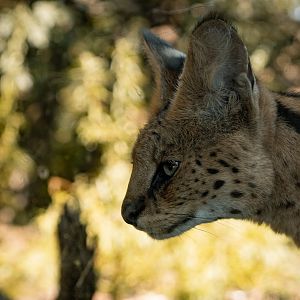 Serval up close