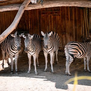 Zebras in the shade