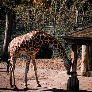 Giraffe drinking