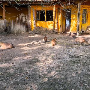 Capybara outdoor enclosure