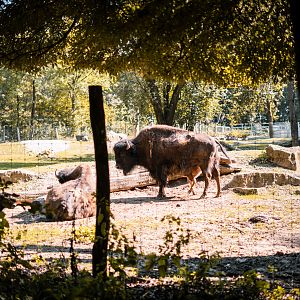 Bison with calf