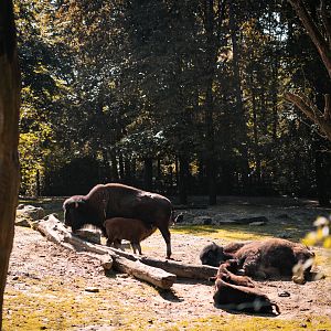 Bison herd