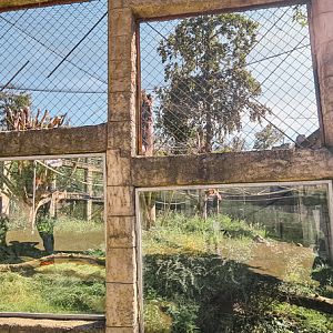 New Siamang enclosure