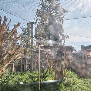 New Siamang enclosure