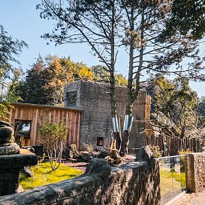 Red panda and tufted deer