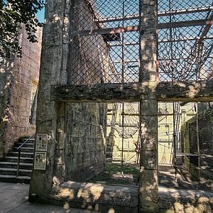 Orang-utan outdoor group one