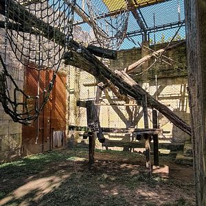 Orang-utan outdoor group one