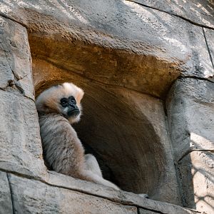 Northern White-cheeked Gibbon