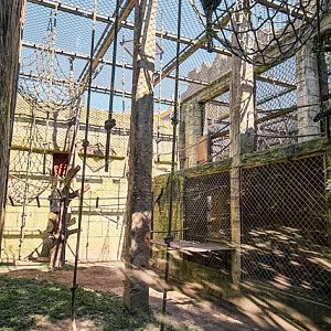 Orang-utan outdoor group one