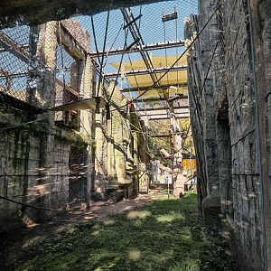 Orang-utan outdoor group two