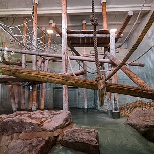 Orang-utan intdoor group one (enclosure III)