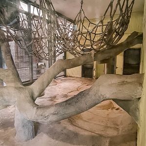 Orang-utan intdoor group one (enclosure II)