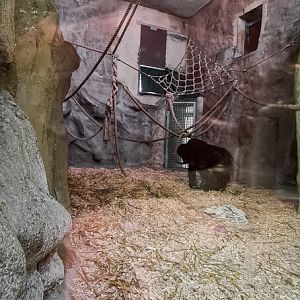 Orang-utan intdoor group two (enclosure I)