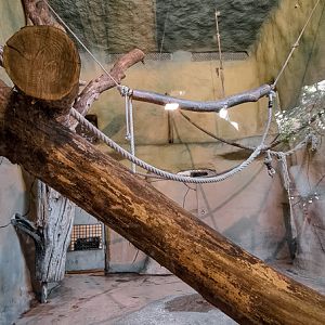 Orang-utan intdoor group two (enclosure II part 1)