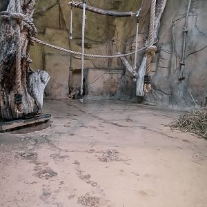 Orang-utan intdoor group two (enclosure II part 2)