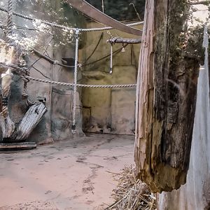 Orang-utan intdoor group two (enclosure II part 2)